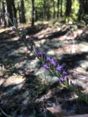 Liatris cokeri