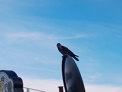 Corvus cornix