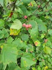 Crataegus