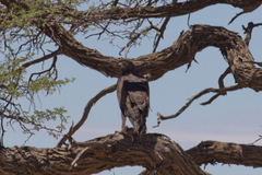 Polemaetus bellicosus