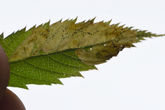 Agromyza spiraeoidearum