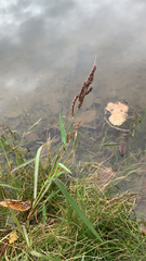 Echinochloa crus-galli
