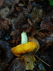 Russula aurea