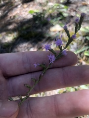 Liatris cokeri