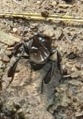 Tetragonilla collina