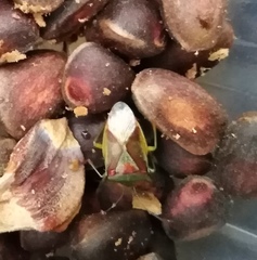 Elasmostethus interstinctus