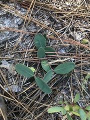Euphorbia ipecacuanhae