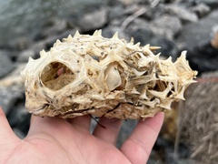 Chilomycterus schoepfii