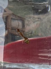 Camponotus festinatus