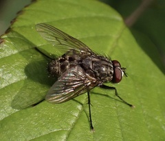 Helina evecta