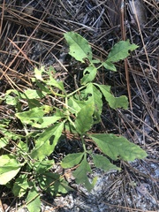 Physalis lanceolata