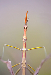Microcoema