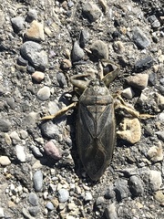 Lethocerus americanus