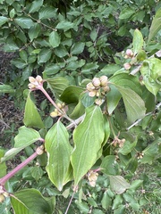 Cornus