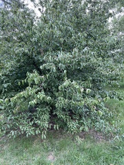 Cornus