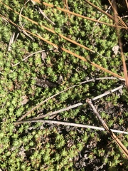 Pyxidanthera brevifolia