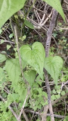 Dioscorea variifolia