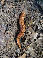 Pseudotriton ruber