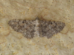 Eupithecia semigraphata