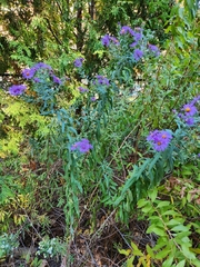 Symphyotrichum novae-angliae
