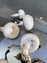 Agaricus arvensis