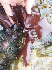 Constantinea subulifera