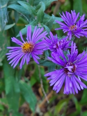 Symphyotrichum novae-angliae