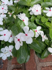 Catharanthus