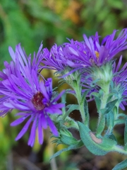 Symphyotrichum novae-angliae