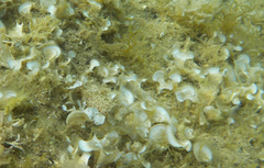Padina pavonica