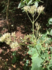 Arnoglossum atriplicifolium