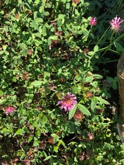 Trifolium wormskioldii