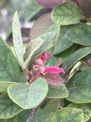 Loropetalum chinense