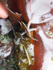 Constantinea subulifera