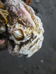 Balanus crenatus