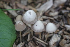 Psathyrella longipes