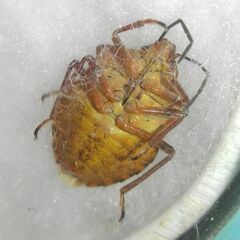 Carpocoris
