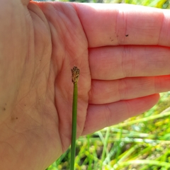 Eleocharis palustris