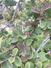 Loropetalum chinense
