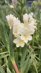 Freesia
