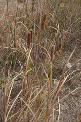 Typha laxmannii