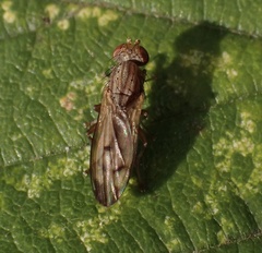 Opomyza