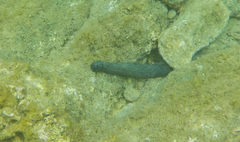 Holothuria