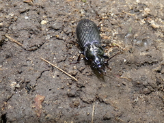 Carabidae