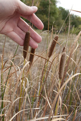 Typha laxmannii
