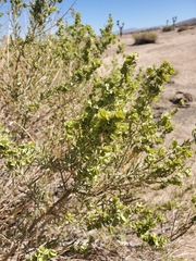 Atriplex canescens