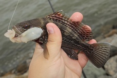 Centropristis striata