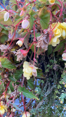 Begonia × tuberhybrida