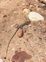 Aspidoscelis hyperythrus