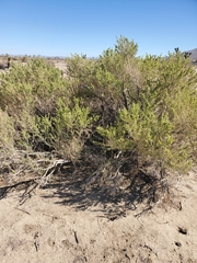 Atriplex canescens